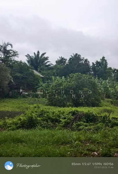 Land 556 sq.wa near Chumphon city center 1.5 km, Located on Road 2009, Tak Daed, Mueang Chumphon, Chumphon, ถนนสายนาสวรรค์, Takdaet, Muang Chumphon, Chumphon, , 2,224 sqm, Land For Sale, by Sirithong Saetang, 500411792 - DDproperty.com