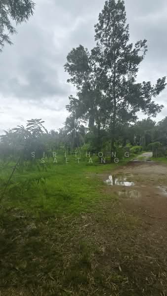 Land 556 sq.wa near Chumphon city center 1.5 km, Located on Road 2009, Tak Daed, Mueang Chumphon, Chumphon, ถนนสายนาสวรรค์, Takdaet, Muang Chumphon, Chumphon, , 2,224 sqm, Land For Sale, by Sirithong Saetang, 500411792 - DDproperty.com