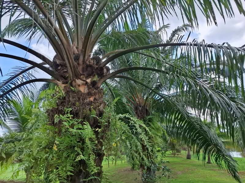 ที่ดินพร้อมสิ่งปลูกสร้างบางจาก นครศรีธรรมราช, Nakhon Si Thammarat, Bang Chak, Muang Nakhon Sri Thammarat, Nakhon Si Thammarat, , 15,755 sqm, Land For Sale, by The Best Property เบล, 500411849 - DDproperty.com