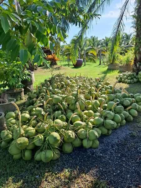 ที่ดินพร้อมสิ่งปลูกสร้างบางจาก นครศรีธรรมราช, Nakhon Si Thammarat, Bang Chak, Muang Nakhon Sri Thammarat, Nakhon Si Thammarat, , 15,755 sqm, Land For Sale, by The Best Property เบล, 500411849 - DDproperty.com