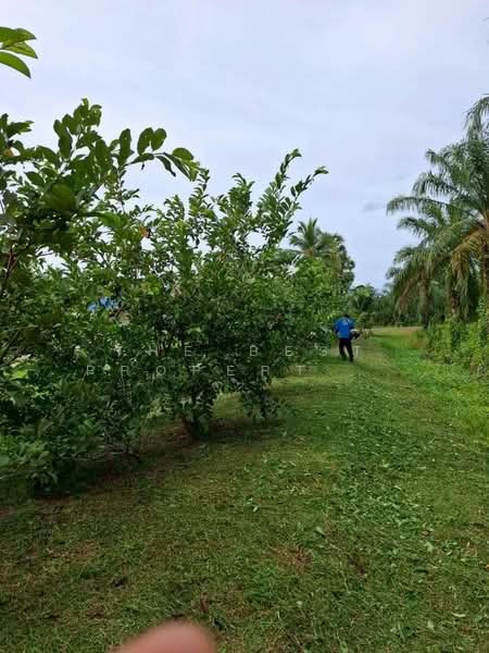 ที่ดินพร้อมสิ่งปลูกสร้างบางจาก นครศรีธรรมราช, Nakhon Si Thammarat, Bang Chak, Muang Nakhon Sri Thammarat, Nakhon Si Thammarat, , 15,755 sqm, Land For Sale, by The Best Property เบล, 500411849 - DDproperty.com