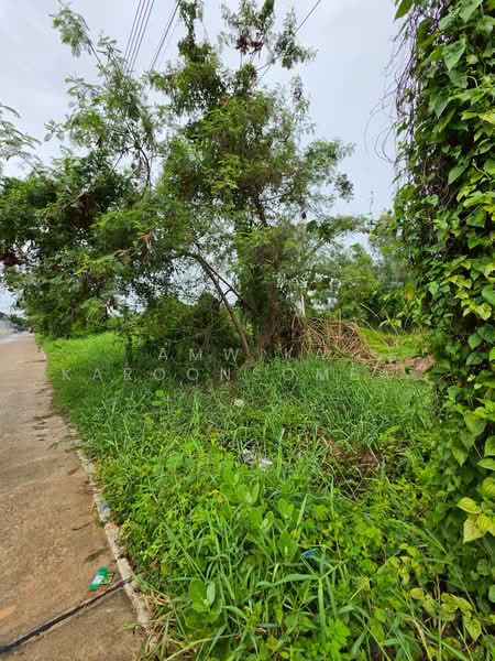 ที่ดิน ใกล้มหาวิทยาลัยกรุงเทพ(รังสิต), ปทุมธานี, คลองสาม, คลองหลวง, ปทุมธานี, 288 ตร.ม., ที่ดิน ขาย, โดย Amwika Karoonsombat, 500412073 - DDproperty.com