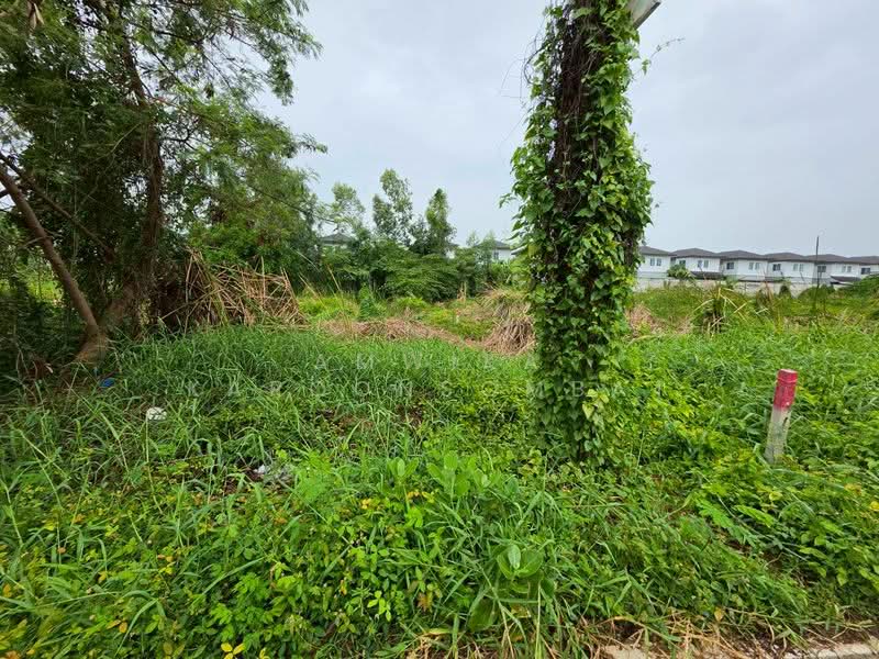 ที่ดิน ใกล้มหาวิทยาลัยกรุงเทพ(รังสิต), ปทุมธานี, คลองสาม, คลองหลวง, ปทุมธานี, 288 ตร.ม., ที่ดิน ขาย, โดย Amwika Karoonsombat, 500412073 - DDproperty.com