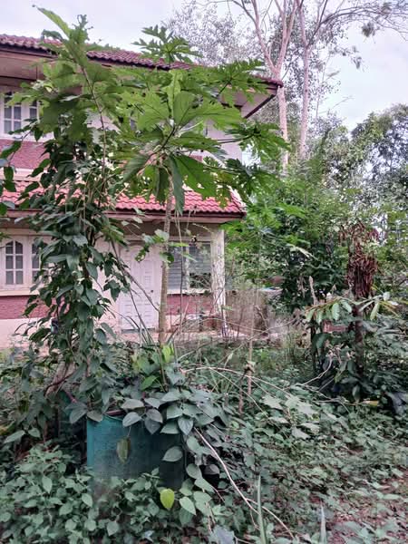 ที่ดิน 6 ไร่ อินทขิล หางดง แม่แตง เชียงใหม่, Chiang Mai, ถนน 3038, Intakhin, Mae Taeng, Chiang Mai, , 9,876 sqm, Land For Sale, by วิลาสินี เศรษฐกุล, 500412779 - DDproperty.com