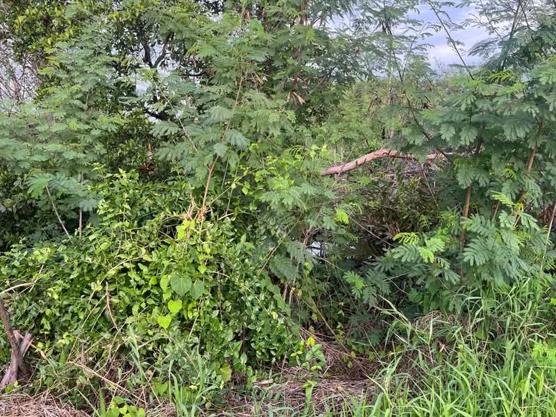 ที่ดินบ้านโพธิ์ ฉะเชิงเทรา, Chachoengsao, Khlong Ban Pho, Ban Pho, Chachoengsao, , 52,088 sqm, Land For Sale, by The Best Property นุ๊ก, 500413659 - DDproperty.com
