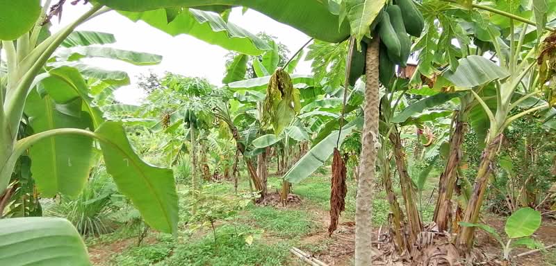 ท่าตะคร้อ, Phetchaburi, Tha Ta Kraw, Nong Ya Plong, Phetchaburi, , 14,800 sqm, Land For Sale, by Yaowapa Chaopreecha, 500414040 - DDproperty.com