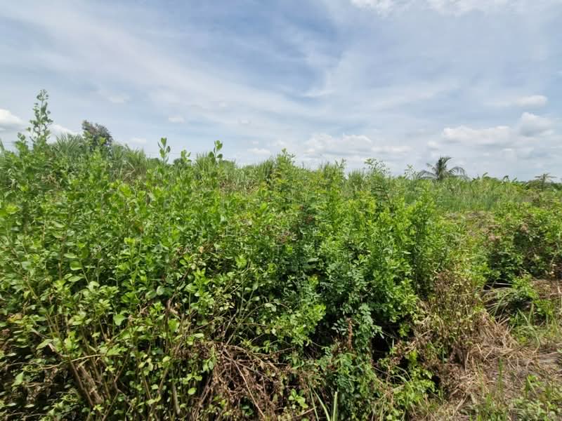 ที่ดินหนองจอก กรุงเทพมหานคร, Bangkok, Khlong Sip, Nong Chok, Bangkok, , 800 sqm, Land For Sale, by The Best Property ข้าว, 500414959 - DDproperty.com