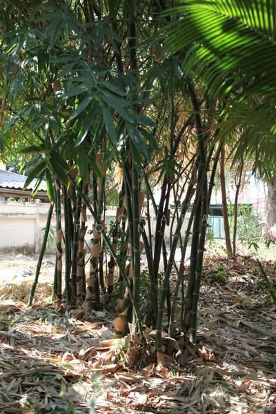 บ้าน 1-ห้องนอน, กรุงเทพ, วัดท่าพระ, บางกอกใหญ่, กรุงเทพ, 47 ตร.ม., บ้านเดี่ยว ขาย, โดย Patcharaporn Binsorlae, 500415147 - DDproperty.com
