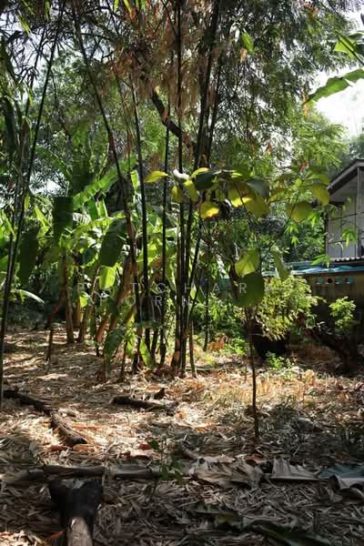 1-BR House, Bangkok, Wat Tha Pra, Bangkok Yai, Bangkok, 1 Bedroom, 47 sqm, Single Detached House For Sale, by Patcharaporn Binsorlae, 500415147 - DDproperty.com