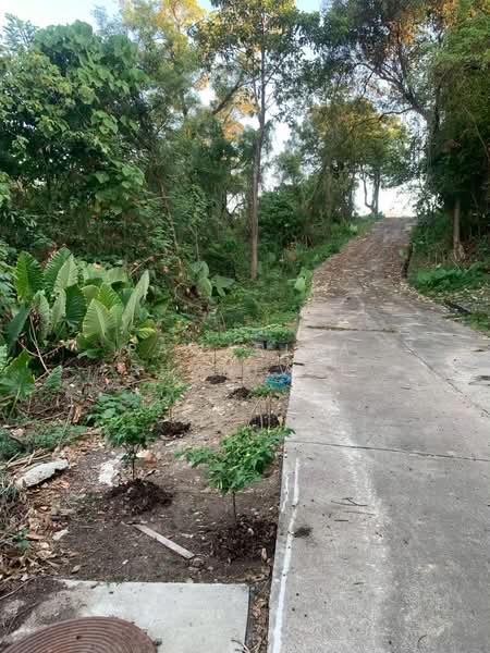 360-degree ocean view land for sale in Phuket, Ao Yon-Khao Khad area. Seeking joint ventures/investo, Phuket, Wichit, Muang Phuket, Phuket, , 27,200 sqm, Land For Sale, by Pawarisa Shanivet, 500416432 - DDproperty.com