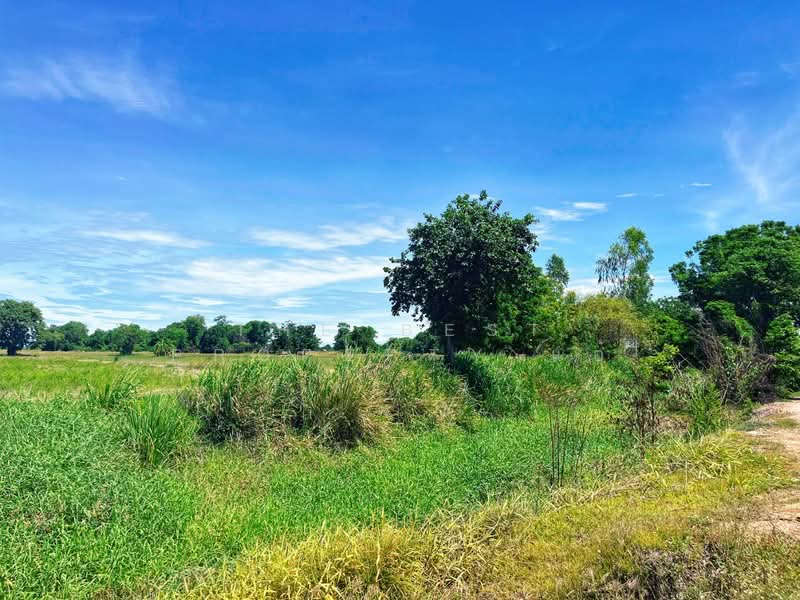 ที่ดินวัดสิงห์ ชัยนาท, ชัยนาท, หนองน้อย, วัดสิงห์, ชัยนาท, 12,376 ตร.ม., ที่ดิน ขาย, โดย The Best Property แอ้, 500416973 - DDproperty.com