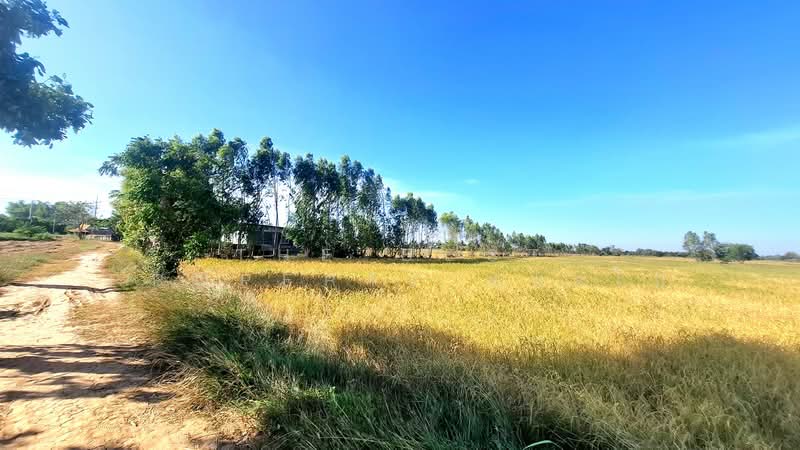 ที่ดินจังหาร ร้อยเอ็ด, ร้อยเอ็ด, ปาฝา, จังหาร, ร้อยเอ็ด, 13,064 ตร.ม., ที่ดิน ขาย, โดย The Best Property ทองใบ, 500418205 - DDproperty.com