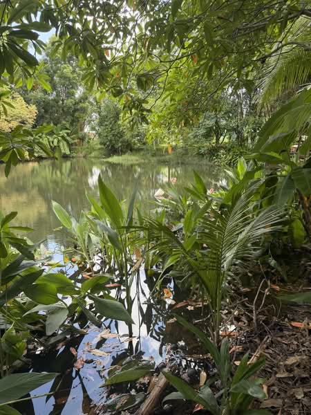 15 rai of land located along a four-lane road from the Monument to Muang Mai, Thalang District, Phuk, Phuket, Sri Sunthon, Thalang, Phuket, , 24,452 sqm, Land For Sale, by Pawarisa Shanivet, 500418755 - DDproperty.com