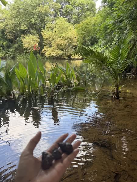 15 rai of land located along a four-lane road from the Monument to Muang Mai, Thalang District, Phuk, Phuket, Sri Sunthon, Thalang, Phuket, , 24,452 sqm, Land For Sale, by Pawarisa Shanivet, 500418755 - DDproperty.com