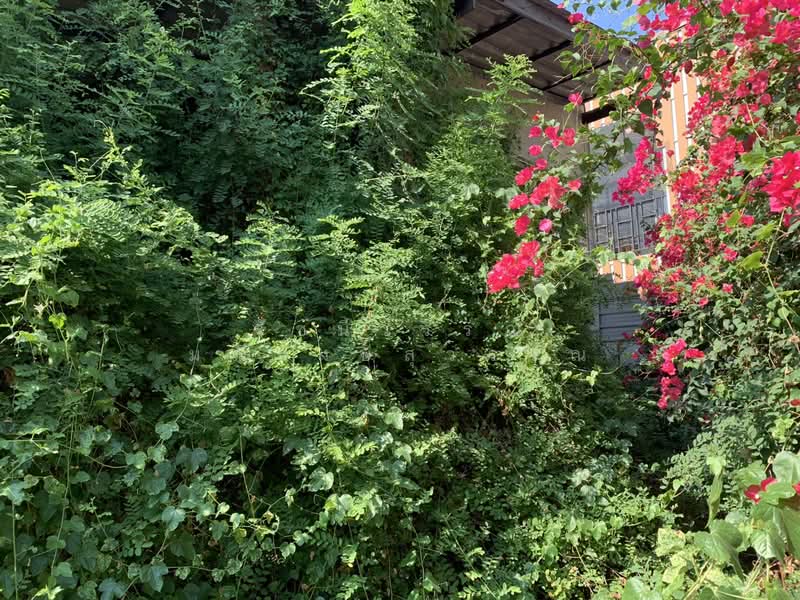 Lat Pla Khao, Bangkok, ลาดปลาเค้า 56, Chorake Bua, Lat Phrao, Bangkok, , 476 sqm, Land For Sale, by Ratchaneewan Maneerangsrisuwan, 500418861 - DDproperty.com