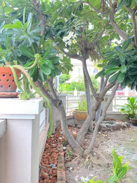 soi Rob Bueng 8, Khon Kaen, soi Rob Bueng 8, Nai Muang, Muang Khon Kaen, Khon Kaen, 3 Bedrooms, 160 sqm, Single Detached House For Rent, by Supa Gaybba, 500419562 - DDproperty.com