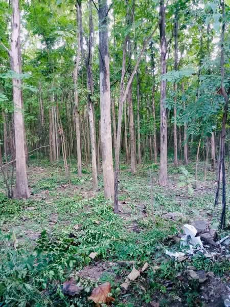 ที่ดิน วังหิน เมืองตาก 16 ไร่ 2 งาน 89 ตร.ว. มีต้นสักทอง 1,xxx กว่าต้น (2.8 แสน/ไร่), ตาก, พหลโยธินสายเก่า 104, วังหิน, เมืองตาก, ตาก, 26,756 ตร.ม., ที่ดิน ขาย, โดย วสันต์ วะสะติ, 500420487 - DDproperty.com