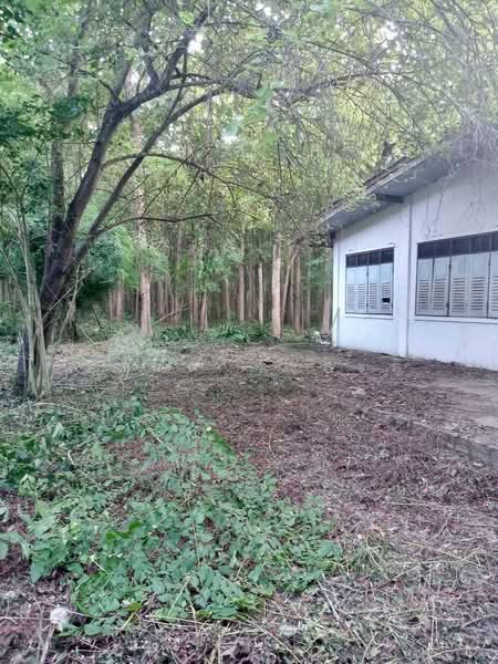 ที่ดิน วังหิน เมืองตาก 16 ไร่ 2 งาน 89 ตร.ว. มีต้นสักทอง 1,xxx กว่าต้น (2.8 แสน/ไร่), ตาก, พหลโยธินสายเก่า 104, วังหิน, เมืองตาก, ตาก, 26,756 ตร.ม., ที่ดิน ขาย, โดย วสันต์ วะสะติ, 500420487 - DDproperty.com