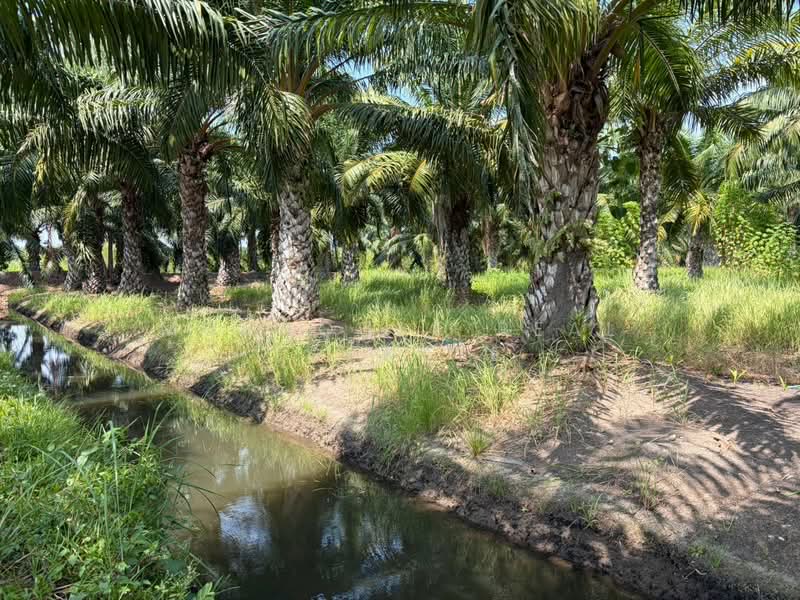ขายที่ดิน 10 ไร่ + กิจการอิฐบล็อก +สวนปาล์ม (มีรายได้ทันที) หนองเสือ ปทุมธานี, Pathum Thani, Bung Ba, Nong Sua, Pathum Thani, , 16,000 sqm, Land For Sale, by Muuhouse real estaste, 500420943 - DDproperty.com