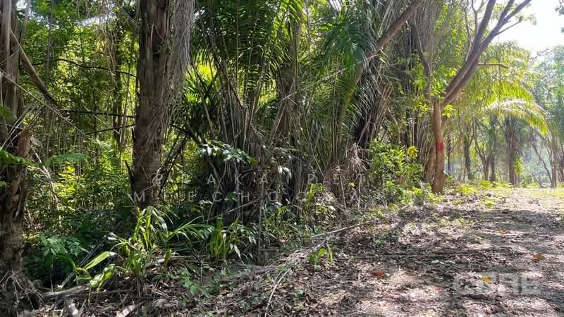 ที่ดินมองเห็นวิวทะเล - อ่าวปอ, ภูเก็ต, ป่าคลอก, ถลาง, ภูเก็ต, 4,596 ตร.ม., ที่ดิน ขาย, โดย Prakaipeth Meechoosarn, 500422625 - DDproperty.com