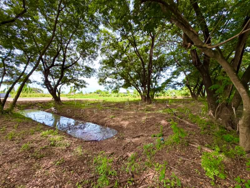 ที่ดินไทรน้อย นนทบุรี, Nonthaburi, Khun Sri, Sai Noi, Nonthaburi, , 538 sqm, Land For Sale, by The Best Property พลอย, 500423690 - DDproperty.com