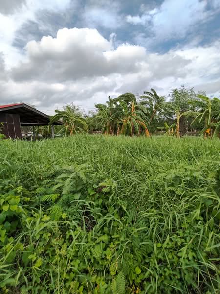 ที่ดิน บางพลี สมุทรปราการ, Samut Prakan, Nong Pru, Bang Plee, Samut Prakan, , 400 sqm, Land For Sale, by The Best Property ชา, 500423762 - DDproperty.com