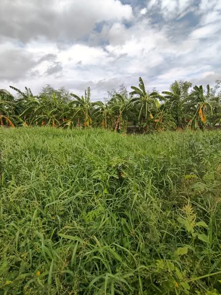 ที่ดิน บางพลี สมุทรปราการ, Samut Prakan, Nong Pru, Bang Plee, Samut Prakan, , 400 sqm, Land For Sale, by The Best Property ชา, 500423762 - DDproperty.com