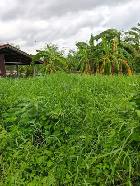 ที่ดิน บางพลี สมุทรปราการ, Samut Prakan, Nong Pru, Bang Plee, Samut Prakan, , 400 sqm, Land For Sale, by The Best Property ชา, 500423762 - DDproperty.com
