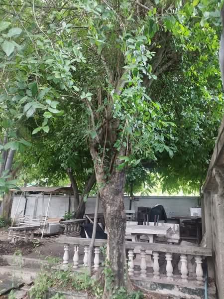 Urgent Sale! 157 sq.wah of Land with Existing Structures in Bang Duan, Phasi Charoen, Bangkok, Bang Duan, Phasi Charoen, Bangkok, , 628 sqm, Land For Sale, by ปัญญา สมหมาย, 500424842 - DDproperty.com