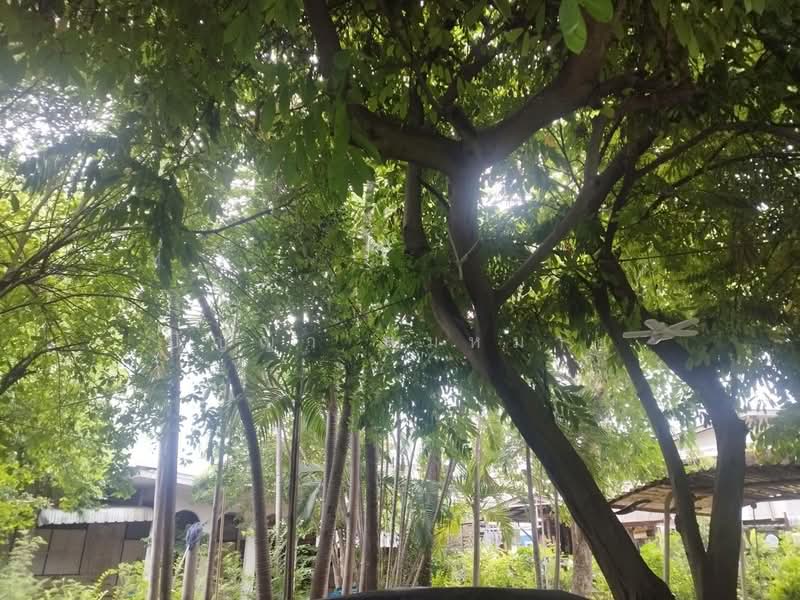 Urgent Sale! 157 sq.wah of Land with Existing Structures in Bang Duan, Phasi Charoen, Bangkok, Bang Duan, Phasi Charoen, Bangkok, , 628 sqm, Land For Sale, by ปัญญา สมหมาย, 500424842 - DDproperty.com