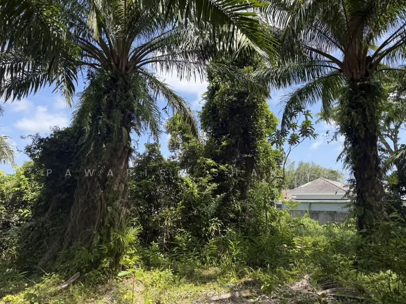 Land for sale in Sakhu Subdistrict, Thalang District, Phuket Province, 10 rai. 2 km from the airport, Phuket, Sa Khu, Thalang, Phuket, , 16,672 sqm, Land For Sale, by Pawarisa Shanivet, 500425089 - DDproperty.com