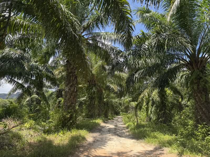 ขายที่ดิน อ.ถลาง จ.ภูเก็ต 10 ไร่ ห่างสนามบิน 2 กิโลเมตร, ภูเก็ต, สาคู, ถลาง, ภูเก็ต, 16,672 ตร.ม., ที่ดิน ขาย, โดย Pawarisa Shanivet, 500425089 - DDproperty.com