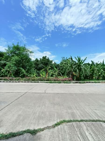 ืัที่ดินเปล่าถมแล้ว ม.แสงสุวรรณ ถนนพหลโยธิน ตำบลนิคมสร้างตนเอง อำเภอเมืองลพบุรี จังหวัดลพบุรี, Lop Buri, พหลโยธิน, Nikhom Sang Ton Eng, Muang Lop Buri, Lop Buri, , 7,240 sqm, Land For Sale, by นภัสศรณ์ วงศ์สินไทยกร (นันท์), 500426631 - DDproperty.com
