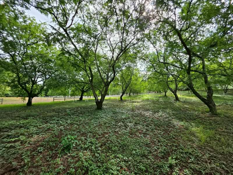 ปากช่อง, Nakhon Ratchasima, Pak Chong, Nakhon Ratchasima, , 2,528 sqm, Land For Sale, by Nipawan Thurasuk, 500426739 - DDproperty.com