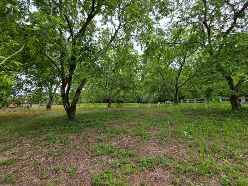 ปากช่อง, Nakhon Ratchasima, Pak Chong, Nakhon Ratchasima, , 2,528 sqm, Land For Sale, by Nipawan Thurasuk, 500426739 - DDproperty.com