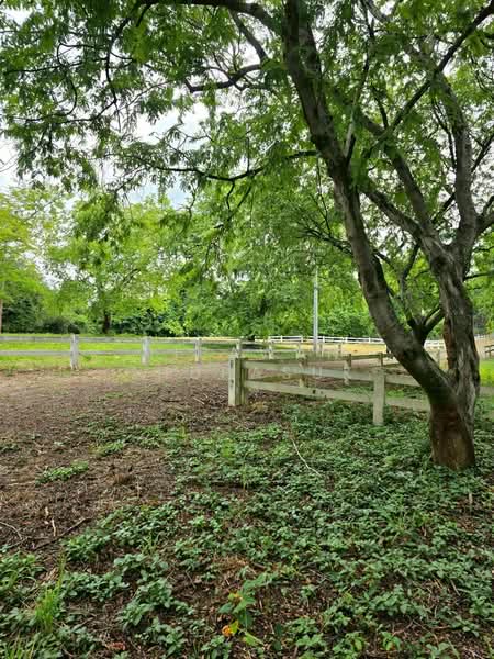 ปากช่อง, Nakhon Ratchasima, Pak Chong, Nakhon Ratchasima, , 2,528 sqm, Land For Sale, by Nipawan Thurasuk, 500426739 - DDproperty.com