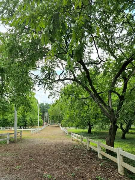 ปากช่อง, Nakhon Ratchasima, Pak Chong, Nakhon Ratchasima, , 2,528 sqm, Land For Sale, by Nipawan Thurasuk, 500426739 - DDproperty.com