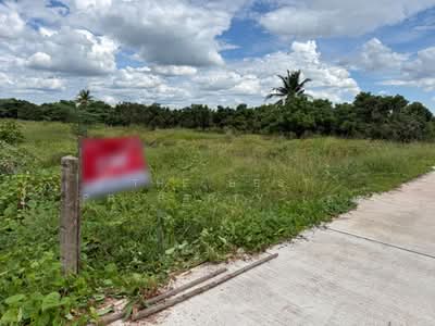 ขาย - ที่ดินประตูป่า ลำพูน, ลำพูน