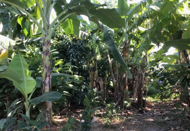 ที่ดินบ้านเกาะ อุตรดิตถ์, Uttaradit, Ban Ko, Muang Uttaradit, Uttaradit, , 788 sqm, Land For Sale, by The Best Property เล็ก, 500428921 - DDproperty.com