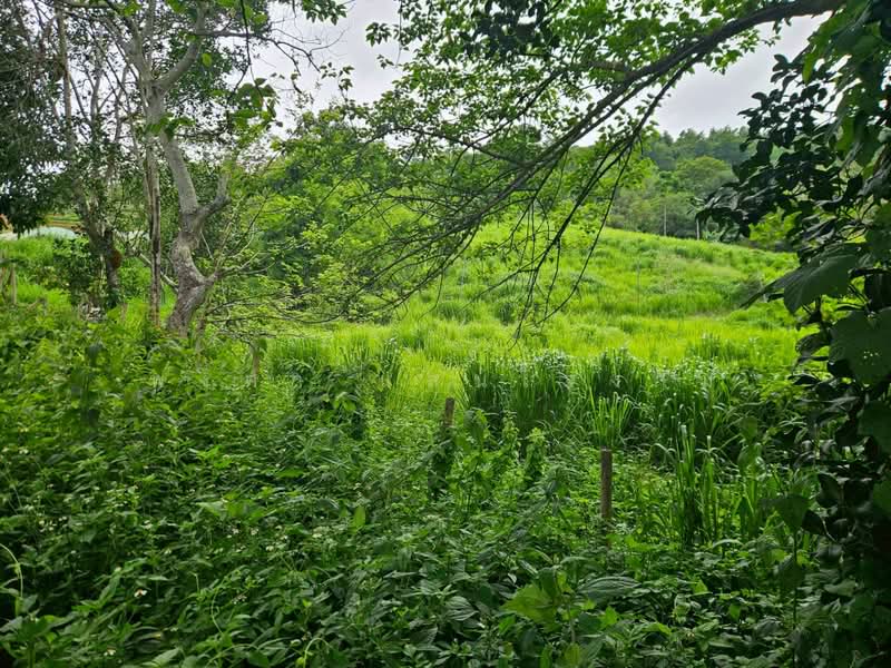 ขายที่ดินวิวภูเขา 191 ตร.ว. โป่งแยง แม่ริม เชียงใหม่ ใกล้ม่อนแจ่ม, Chiang Mai, Pong Yaeng, Mae Rim, Chiang Mai, , 764 sqm, Land For Sale, by พงศา แสนใจงาม, 500429307 - DDproperty.com