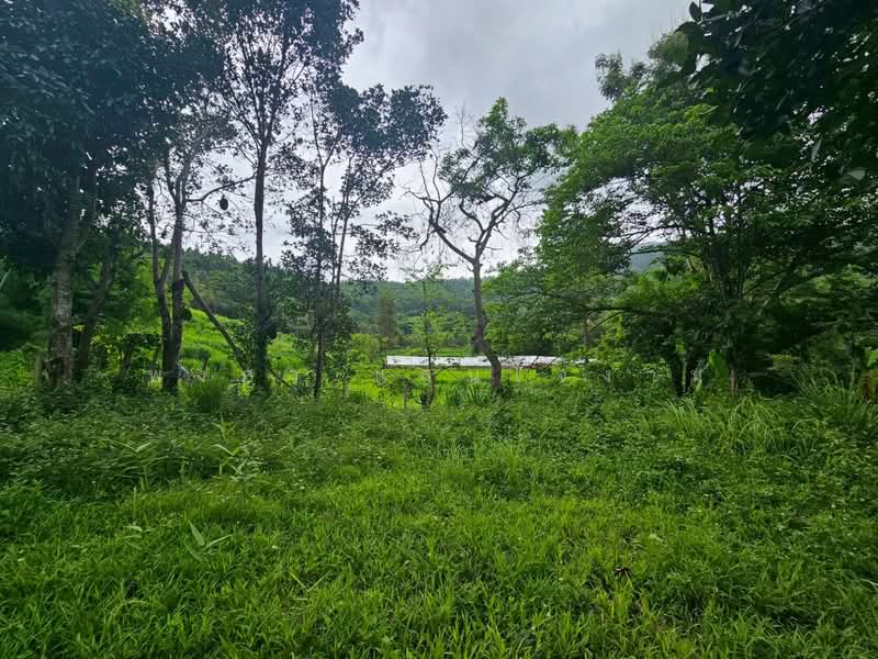 ขายที่ดินวิวภูเขา 191 ตร.ว. โป่งแยง แม่ริม เชียงใหม่ ใกล้ม่อนแจ่ม, เชียงใหม่, โป่งแยง, แม่ริม, เชียงใหม่, 764 ตร.ม., ที่ดิน ขาย, โดย พงศา แสนใจงาม, 500429307 - DDproperty.com