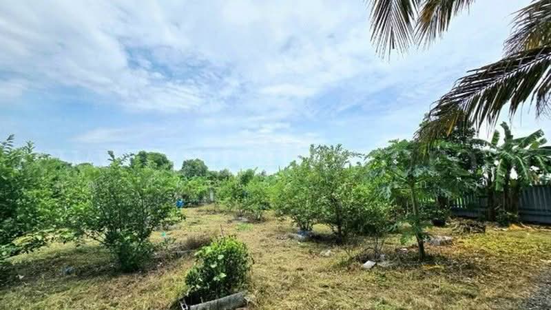 คลองบางเตย, ปทุมธานี, คลองควาย, สามโคก, ปทุมธานี, 1,748 ตร.ม., ที่ดิน ขาย, โดย คุณ ศันสนีย์ ( เก๋ ), 500430749 - DDproperty.com