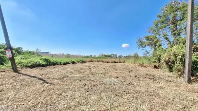 ที่ดินธัญบุรี ปทุมธานี, ปทุมธานี, ลำผักกูด, ธัญบุรี, ปทุมธานี, 264 ตร.ม., ที่ดิน ขาย, โดย The Best Property หาญ, 500432170 - DDproperty.com