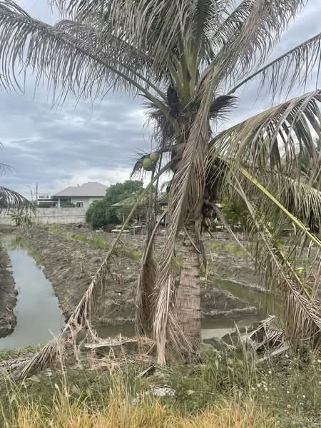 ขายที่ดินแปลงสวย 2 งาน 23 ตร.ว. คลองใหม่ สามพราน นครปฐม, Nakhon Pathom, Khlong Mai, Sam Phran, Nakhon Pathom, , 892 sqm, Land For Sale, by ERA Thailand, 500432720 - DDproperty.com