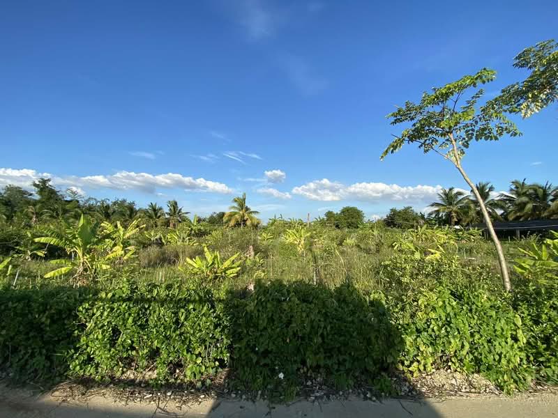 ขายที่ดิน 2 ไร่ ทำเลท่าทอง, Phitsanulok, Tha-Thong, Muang Phitsanulok, Phitsanulok, , 3,200 sqm, Land Option To Buy, by ERA Thailand, 500435532 - DDproperty.com
