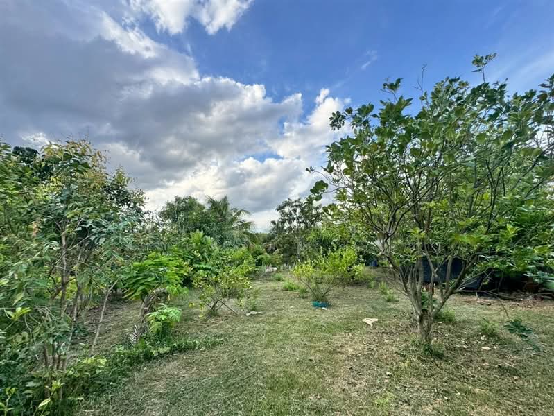 ที่ดิน + บ้านสวน 1 ชั้น 400 ตร.ว. ใกล้ปั้มปตท.หนองเพรางาย นนทบุรี, Nonthaburi, ถนนไทรน้อย-วัดต้นเชือก, Nong Prao Ngai, Sai Noi, Nonthaburi, , 1,600 sqm, Land For Sale, by คุณ ฐิชาปัณณ์ สังวาลรัมย์ (ปูน), 500435936 - DDproperty.com