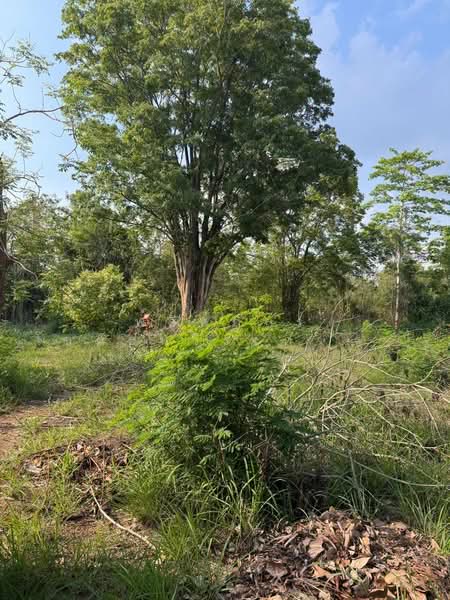 ขายที่ดินทำเลสวย ใกล้ทอสกาน่า เขาใหญ่ เพียง 10 นาที, Nakhon Ratchasima, Pong Ta Long, Pak Chong, Nakhon Ratchasima, , 3,904 sqm, Land For Sale, by พลิศภัสร์ โชคธนวีระกานต์, 500436541 - DDproperty.com