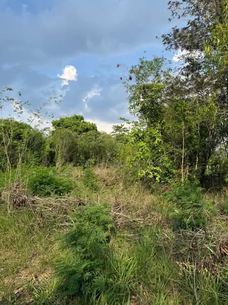 ขายที่ดินทำเลสวย ใกล้ทอสกาน่า เขาใหญ่ เพียง 10 นาที, Nakhon Ratchasima, Pong Ta Long, Pak Chong, Nakhon Ratchasima, , 3,904 sqm, Land For Sale, by พลิศภัสร์ โชคธนวีระกานต์, 500436541 - DDproperty.com