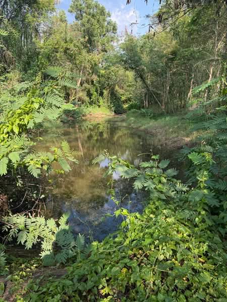 ขายที่ดินทำเลสวย ใกล้ทอสกาน่า เขาใหญ่ เพียง 10 นาที, Nakhon Ratchasima, Pong Ta Long, Pak Chong, Nakhon Ratchasima, , 3,904 sqm, Land For Sale, by พลิศภัสร์ โชคธนวีระกานต์, 500436541 - DDproperty.com