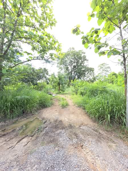 ขายที่ดินทำเลสวย ใกล้ทอสกาน่า เขาใหญ่ เพียง 10 นาที, Nakhon Ratchasima, Pong Ta Long, Pak Chong, Nakhon Ratchasima, , 3,904 sqm, Land For Sale, by พลิศภัสร์ โชคธนวีระกานต์, 500436541 - DDproperty.com